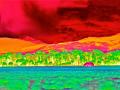 Infrared Trees Landscape - through alien eyes - infrared reversal