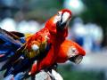 Parrots -  politics as usual &acirc;�� parroting the same old lies