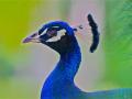 Peacock - national emblem of politicians: a bunch of peacocks - colorful, but no substance