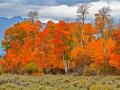 ```FALL ALONG THE SNAKE RIVER AREA NORTH OF JACKSON HOLE, WYOMING