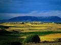 The GALLATIN VALLEY(BOZEMAN AREA) WAS CALLED THE VALLEY OF FLOWERS BY THE NATIVE AMERICANS-IT&rsquo;S BEEN PROPHESIED THAT THE GALLATIN VALLEY WILL FEED WHAT&rsquo;S LEFT OF THE WORLD AFTER THE GREAT CONFLAGRATION!
