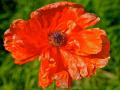 ORIENTAL POPPY'-A CERTAIN SPECIES OF THE POPPY FAMILY NOT THIS ONE BUT (PAPAVER SOMNIFERUM) HAS BEEN RESPONSIBLE FOR MORE WARS AND DEATHS AS WELL AS LIFE SAVING PAIN MEDICINE THAN ANY OTHER FLOWER IN HISTORY