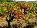 GRAPE VINES, AS THE HARVEST ENDS AND THE COLORS REFLECT THE FALL - NAPA, CALIFORNIA