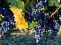 GRAPES WAITING TO BE PICKED AND PUT INTO NEW WINE SKINS - OLD WINE TURNS BITTER BUT NEW WINE REFRESHES - WHAT VINTAGE ARE YOU?