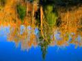 REFLECTIONS OF THE FALL TREE COLORS  IN THE WATER-VARIATION ON A THEME-THIS IMAGE  TEASES YOUR BRAIN TO RE--INVERT THE TREES!