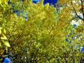 FALL TREES AGAINST A POLARIZED BLUE SKY ARE AWE INSPIRING - TREES ARE LIKE HUMANS, NO TWO ARE EXACTLY ALIKE BUT UNIQUE UNTO THEMSELVES