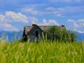 OLD HOMESTEAD IN SPRING HILL AREA OF BOZEMAN, MT, AND THE GRASS IS UP TO MY CHEST