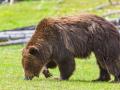 "GRIZZLY BEAR"-NOTE THE HUMP ON THE BACK AND THE CLAWS!  MY BROTHER IN LAW TOOK THIS TODAY