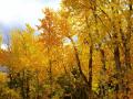 THE CHANGING LEAVES THIS FALL WERE EARLY,JUST AS IT SIGNALS WINTERS COMING-SOMETHING MORE OMINOUS THAN DARK SKIES ARE NOW MANIFESTING-'SCORCHED EARTH' IS ABOUT TO BE PLAYED OUT