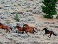 WILD MUSTANG HORSES ON A FULL GALLUP - WHAT GORGEOUS AND REGAL CREATURES THEY ARE!