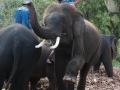 &acirc;��It is absurd for a man to kill an elephant. it is just one of those preposterous things that men do like putting a dam across a great river, one tenth of whose volume could engulf the whole of mankind without disturbing the domestic life of a catfish"