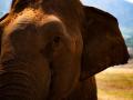 &acirc;��We admire elephants in part because they demonstrate what we consider the finest human traits: empathy, self-awareness, and social intelligence. But the way we treat them puts on display the very worst of human behavior.&acirc;��
&acirc;�� Graydon Carter