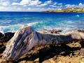 "POIPU BEACH KAUAI"-I LOVE DRIFTWOOD-"FOR ALL OF US THAT ARE FIGHTING EXTREME COLD AND SNOW, WARM UP AND SMILE"